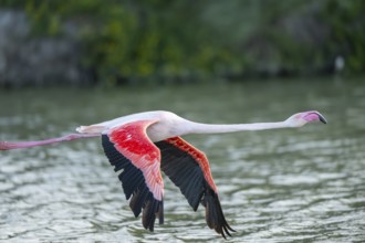Greater Flamingo (Phoenicopterus roseus) starts flying from the water at sunset, Parc Naturel