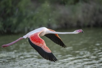 Greater Flamingo (Phoenicopterus roseus) starts flying from the water at sunset, Parc Naturel
