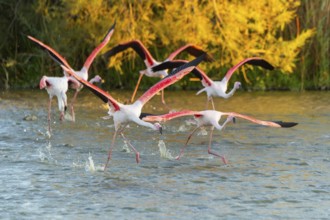 Greater Flamingo (Phoenicopterus roseus) starts flying from the water at sunset, Parc Naturel