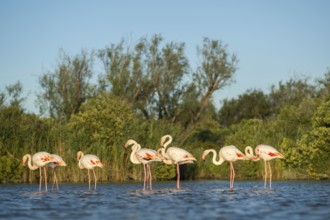 Greater Flamingos (Phoenicopterus roseus) standing in the water, Parc Naturel Regional de Camargue,