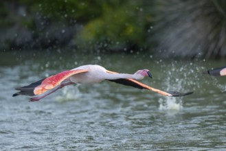 Greater Flamingo (Phoenicopterus roseus) starts flying from the water at sunset, Parc Naturel