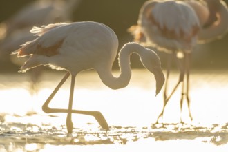Greater Flamingo (Phoenicopterus roseus) walking in the water at sunset, Parc Naturel Regional de