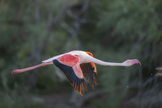 Greater Flamingo (Phoenicopterus roseus) starts flying from the water at sunset, Parc Naturel