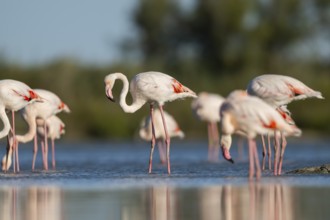 Greater Flamingos (Phoenicopterus roseus) standing in the water, Parc Naturel Regional de Camargue,