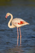 Greater Flamingo (Phoenicopterus roseus) standing in the water, Parc Naturel Regional de Camargue,