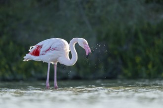 Greater Flamingo (Phoenicopterus roseus) standing in the water, Parc Naturel Regional de Camargue,