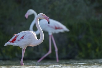 Greater Flamingos (Phoenicopterus roseus) walking in the water, Parc Naturel Regional de Camargue,