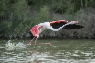 Greater Flamingo (Phoenicopterus roseus) starts flying from the water at sunset, Parc Naturel