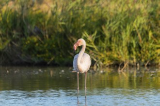 Greater Flamingo (Phoenicopterus roseus) standing in the water, Parc Naturel Regional de Camargue,