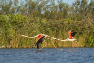 Greater Flamingo (Phoenicopterus roseus) starts flying from the water at sunset, Parc Naturel