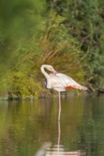 Greater Flamingo (Phoenicopterus roseus) standing in the water, Parc Naturel Regional de Camargue,