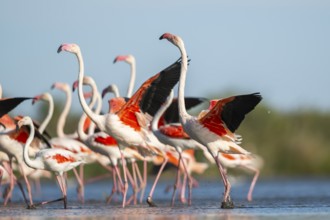 Greater Flamingos (Phoenicopterus roseus) walking in the water while shaking there wings, Parc