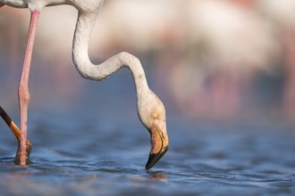 Greater Flamingo (Phoenicopterus roseus) standing in the water, portrait, Parc Naturel Regional de