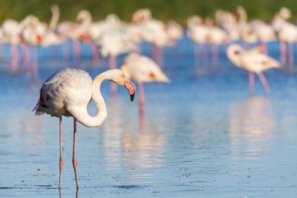 Greater Flamingos (Phoenicopterus roseus) standing in the water, Parc Naturel Regional de Camargue,