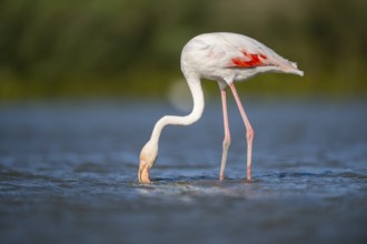 Greater Flamingo (Phoenicopterus roseus) standing in the water, Parc Naturel Regional de Camargue,