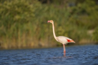 Greater Flamingo (Phoenicopterus roseus) standing in the water, Parc Naturel Regional de Camargue,
