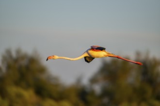Greater Flamingo (Phoenicopterus roseus) landing at sunset, Parc Naturel Regional de Camargue,