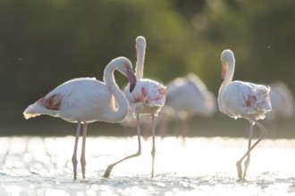 Greater Flamingos (Phoenicopterus roseus) standing in the water, Parc Naturel Regional de Camargue,
