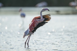 Greater Flamingo (Phoenicopterus roseus) shaking its wings, Parc Naturel Regional de Camargue,
