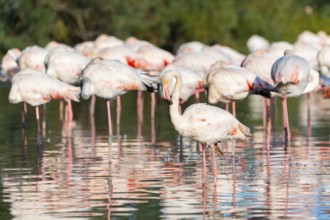 Greater Flamingos (Phoenicopterus roseus) standing in the water, Parc Naturel Regional de Camargue,