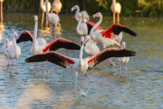Greater Flamingo (Phoenicopterus roseus) landing in the water at sunset, Parc Naturel Regional de