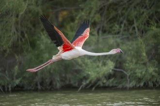 Greater Flamingo (Phoenicopterus roseus) starts flying from the water at sunset, Parc Naturel