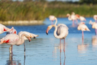 Greater Flamingos (Phoenicopterus roseus) standing in the water, Parc Naturel Regional de Camargue,