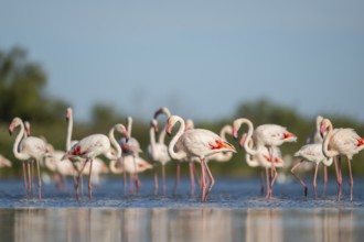Greater Flamingos (Phoenicopterus roseus) standing in the water, Parc Naturel Regional de Camargue,