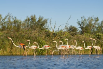 Greater Flamingos (Phoenicopterus roseus) walking in the water, Parc Naturel Regional de Camargue,