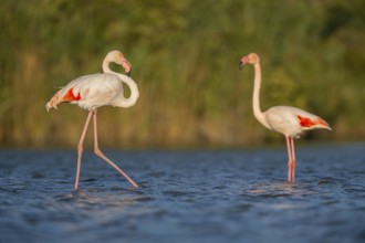 Greater Flamingo (Phoenicopterus roseus) walking in the water, Parc Naturel Regional de Camargue,