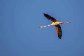 Greater Flamingo (Phoenicopterus roseus) flying in the sky at sunset, Parc Naturel Regional de