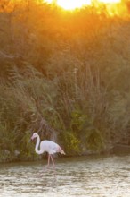 Greater Flamingo (Phoenicopterus roseus) walking in the water at sunset, Parc Naturel Regional de