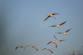 Greater Flamingo (Phoenicopterus roseus) flying in the sky at sunset, Parc Naturel Regional de