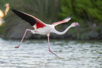Greater Flamingo (Phoenicopterus roseus) starts flying from the water at sunset, Parc Naturel