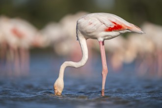 Greater Flamingo (Phoenicopterus roseus) standing in the water, Parc Naturel Regional de Camargue,