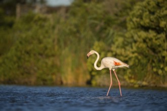 Greater Flamingo (Phoenicopterus roseus) walking in the water at sunset, Parc Naturel Regional de