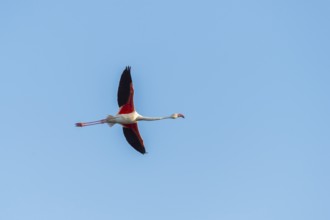 Greater Flamingo (Phoenicopterus roseus) flying in the sky, Parc Naturel Regional de Camargue,