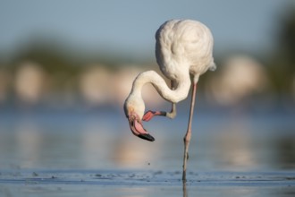 Greater Flamingo (Phoenicopterus roseus) standing in the water, Parc Naturel Regional de Camargue,