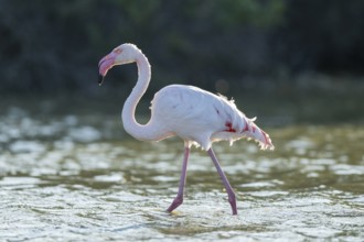 Greater Flamingo (Phoenicopterus roseus) walking in the water, Parc Naturel Regional de Camargue,