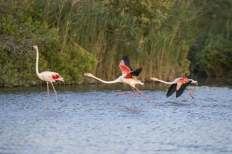 Greater Flamingo (Phoenicopterus roseus) starts flying from the water at sunset, Parc Naturel