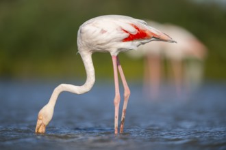 Greater Flamingo (Phoenicopterus roseus) standing in the water, Parc Naturel Regional de Camargue,