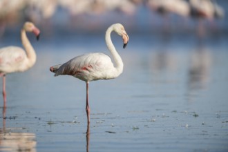Greater Flamingo (Phoenicopterus roseus) standing in the water, Parc Naturel Regional de Camargue,