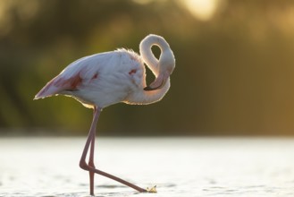 Greater Flamingo (Phoenicopterus roseus) walking in the water at sunset, Parc Naturel Regional de