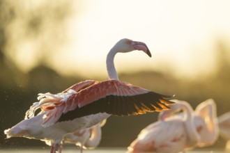Greater Flamingo (Phoenicopterus roseus) shaking its wings at sunset, Parc Naturel Regional de