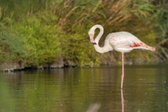 Greater Flamingo (Phoenicopterus roseus) standing in the water, Parc Naturel Regional de Camargue,