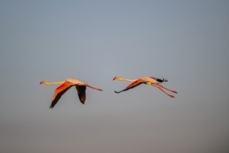 Greater Flamingo (Phoenicopterus roseus) flying in the sky at sunset, Parc Naturel Regional de