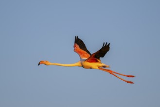 Greater Flamingo (Phoenicopterus roseus) flying in the sky at sunset, Parc Naturel Regional de