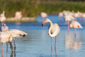 Greater Flamingos (Phoenicopterus roseus) standing in the water, Parc Naturel Regional de Camargue,