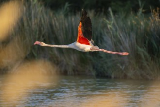 Greater Flamingo (Phoenicopterus roseus) starts flying from the water at sunset, Parc Naturel