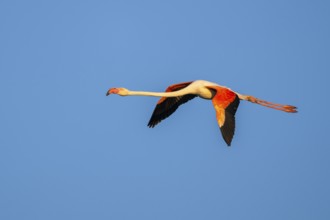 Greater Flamingo (Phoenicopterus roseus) flying in the sky at sunset, Parc Naturel Regional de